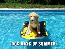 I want one of these. The pool. I have dogs.