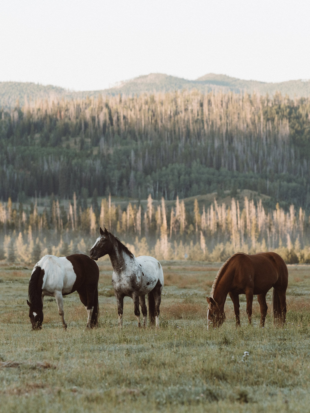 all-the-pretty-horses.jpg