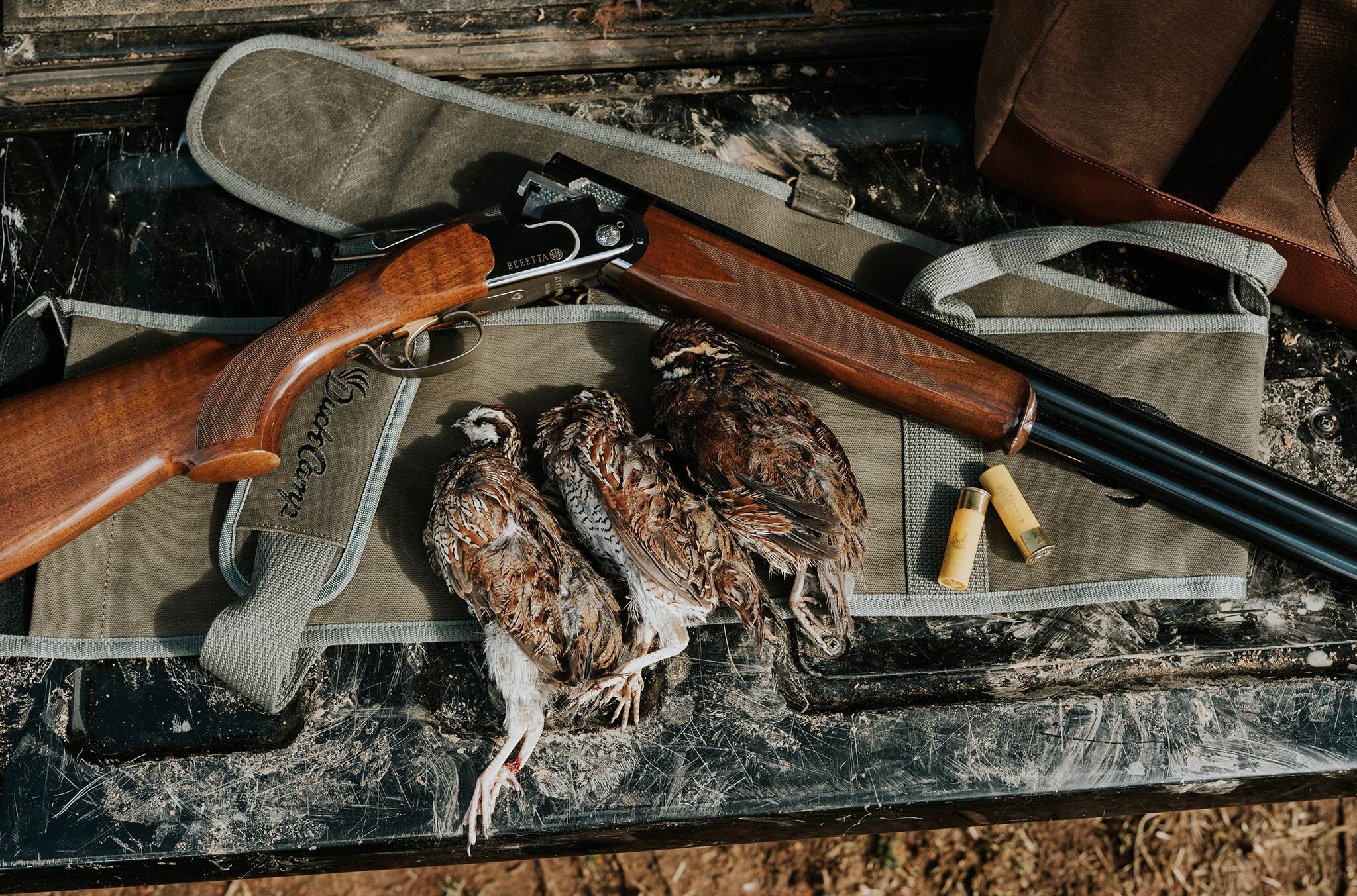 north-carolina-quail-hunt-photos.jpg