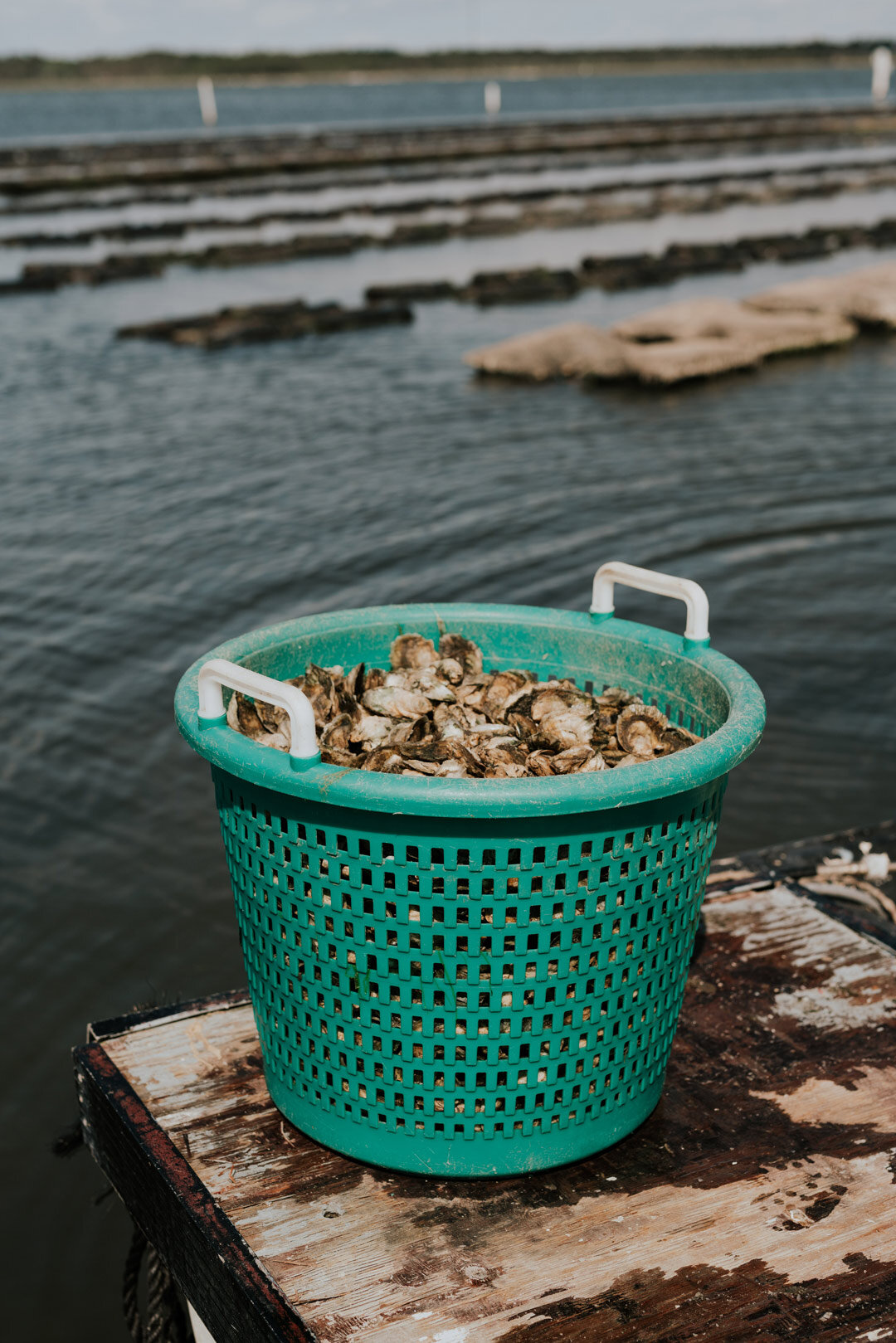 basket-of-oysters.jpg