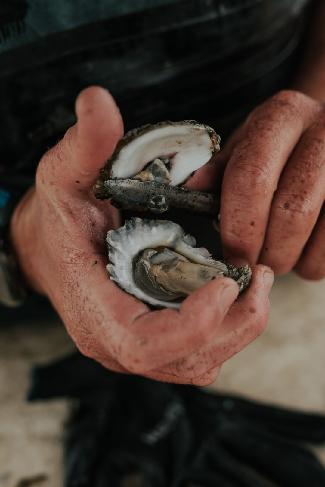 north-carolina-sea-level-oysters.jpg