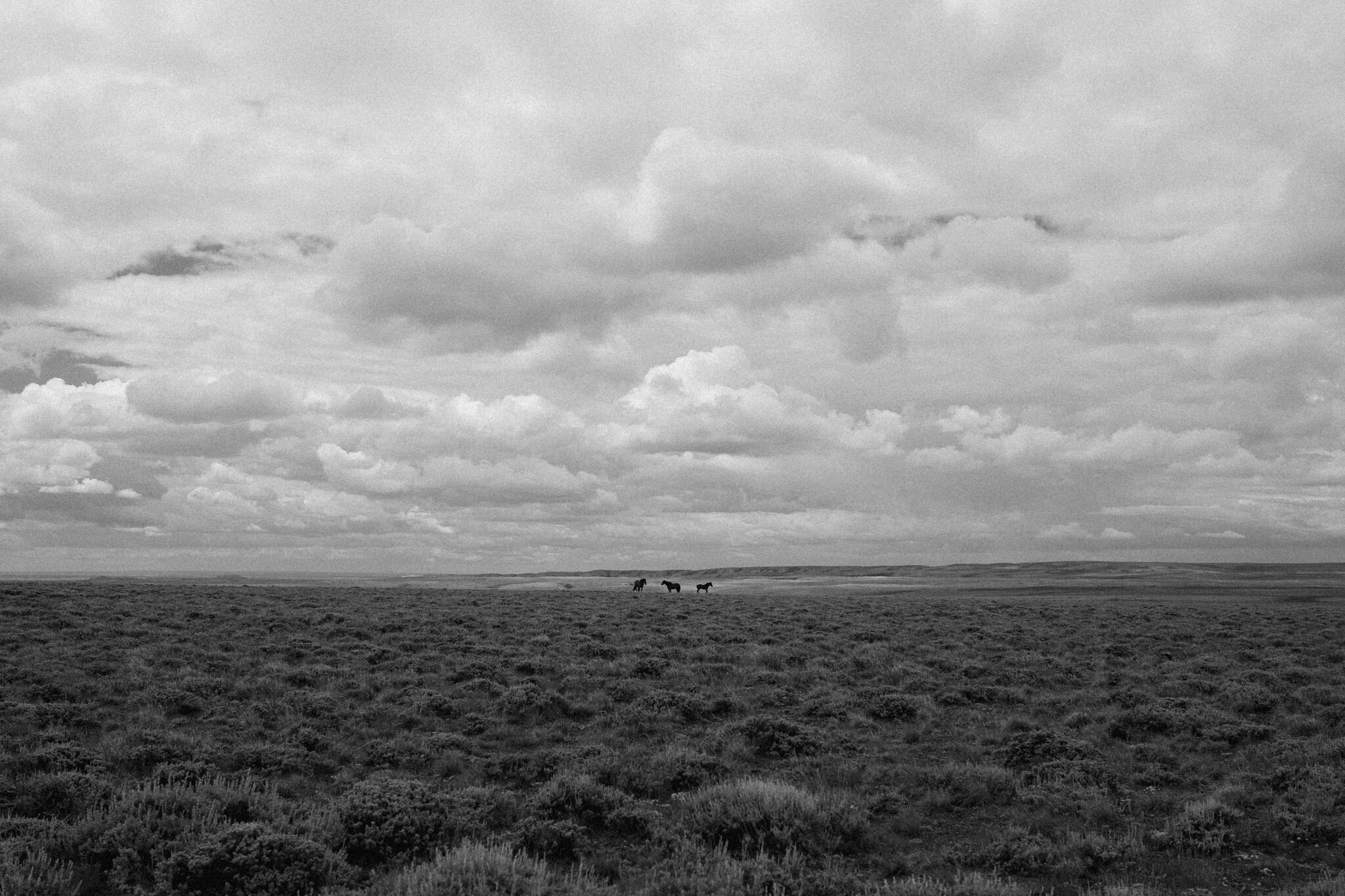 wild-horses-great-divide-wyoming-basin.jpg