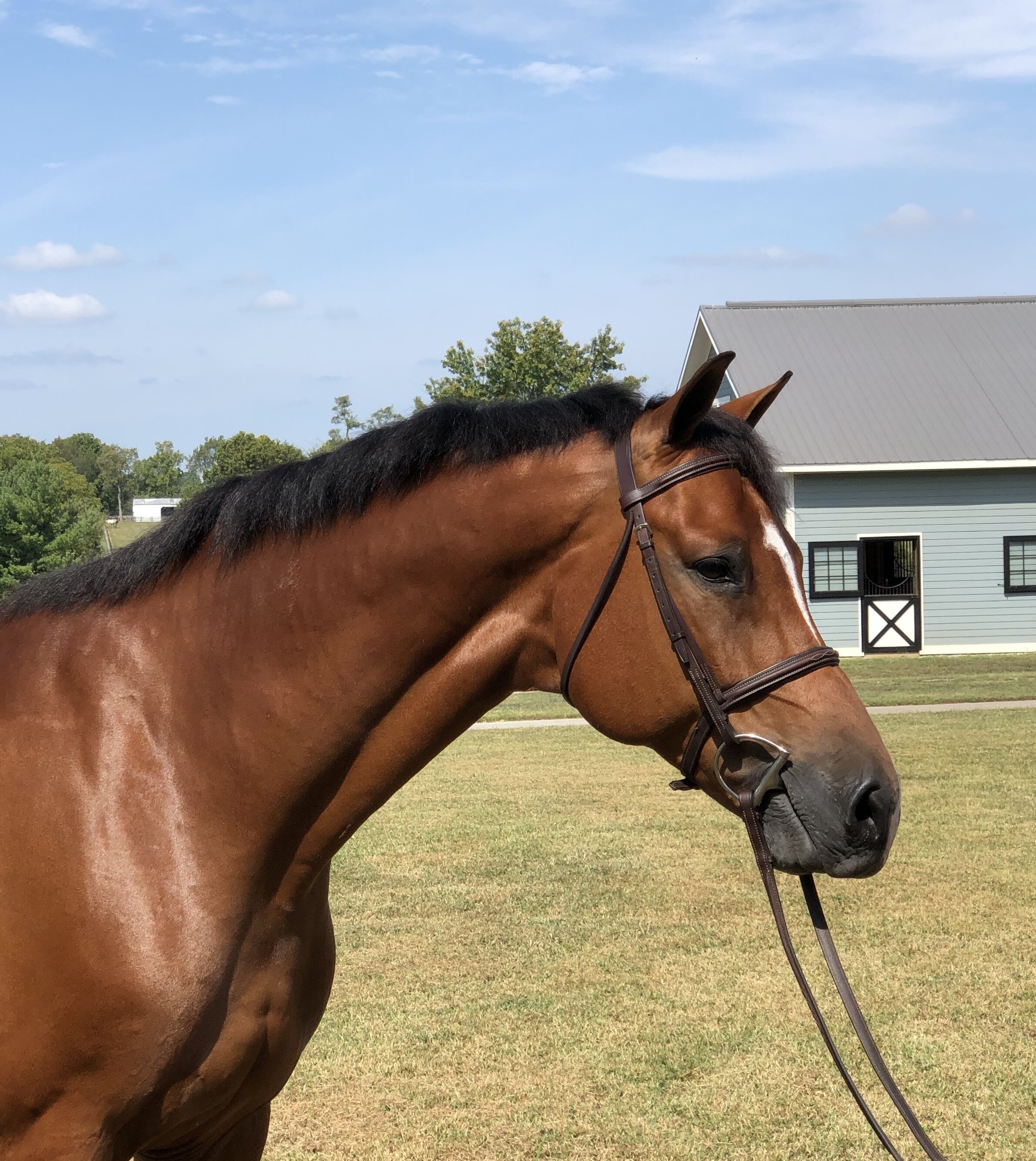 Sale & Lease — Over The Hill Farm