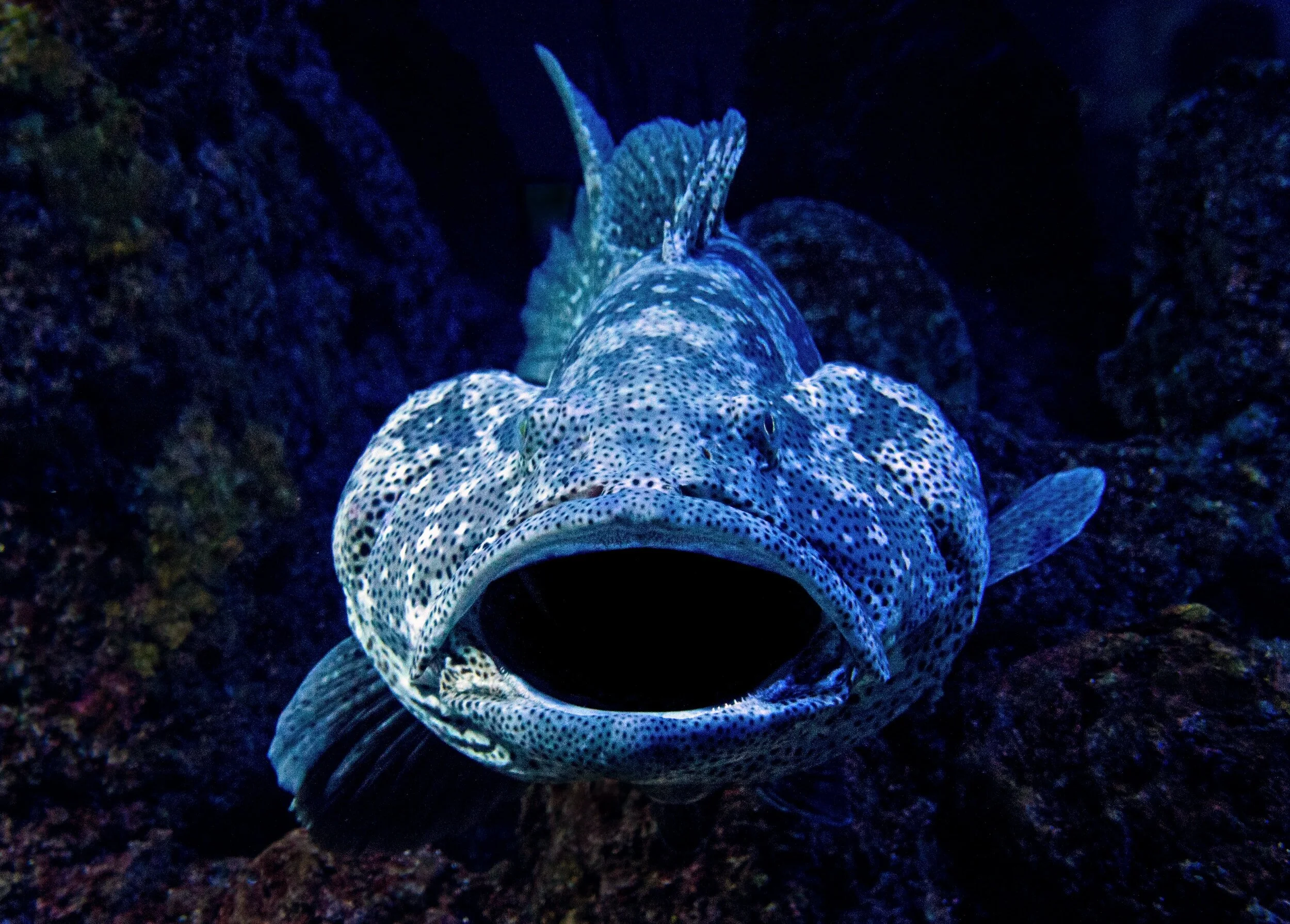 How the Big Fish Eat the Little Fish