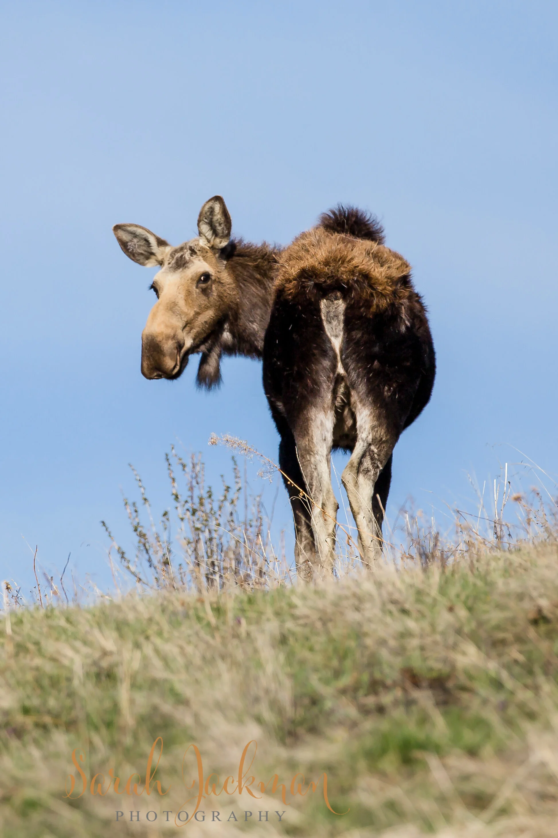 untitled shoot-216.JPG