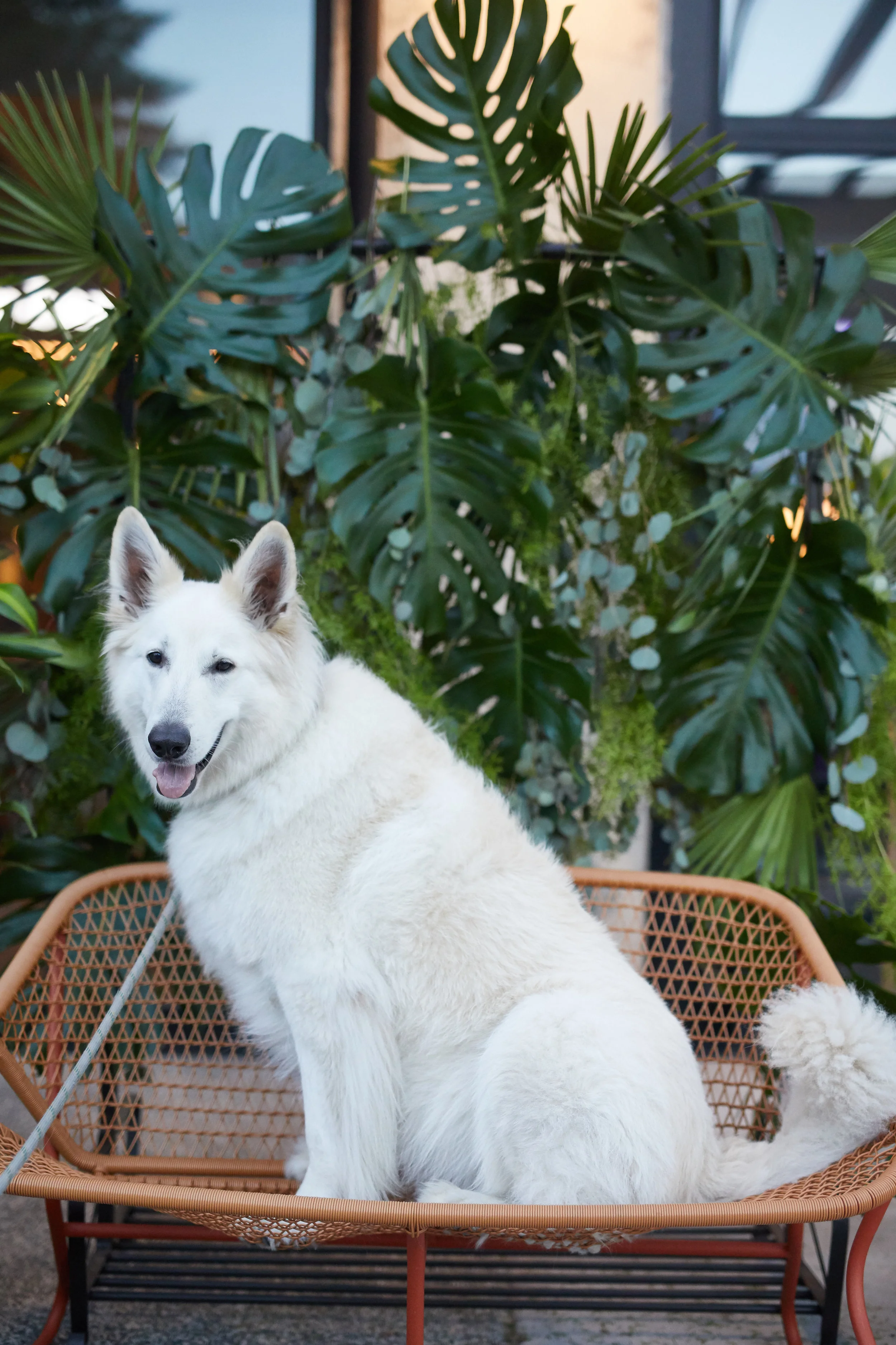 Foliage Backdrop