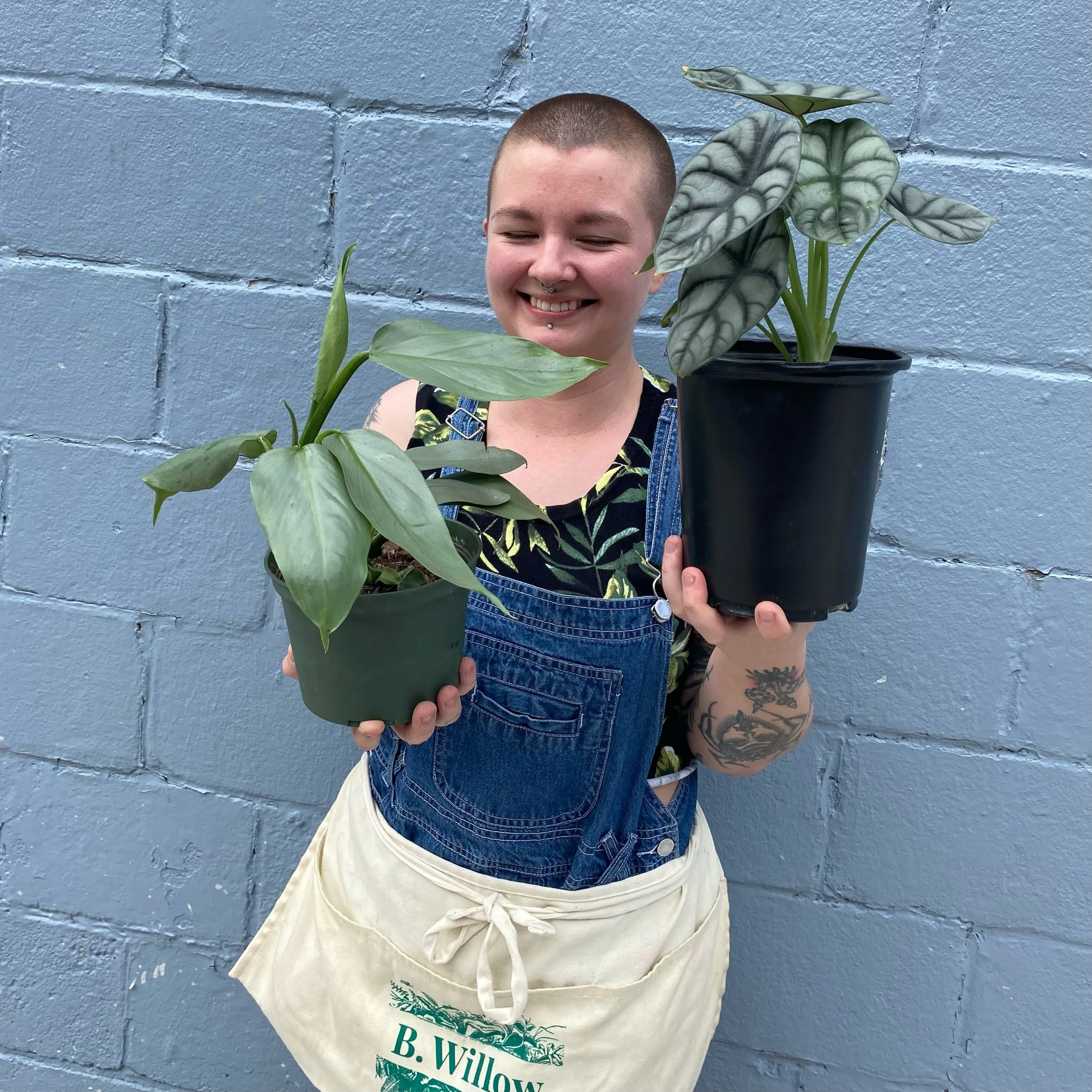 "Rare Plants" and the Illegal Plant Trade feat. Alocasia 'Silver Dragon' and Philodendron 'Silver Sword'