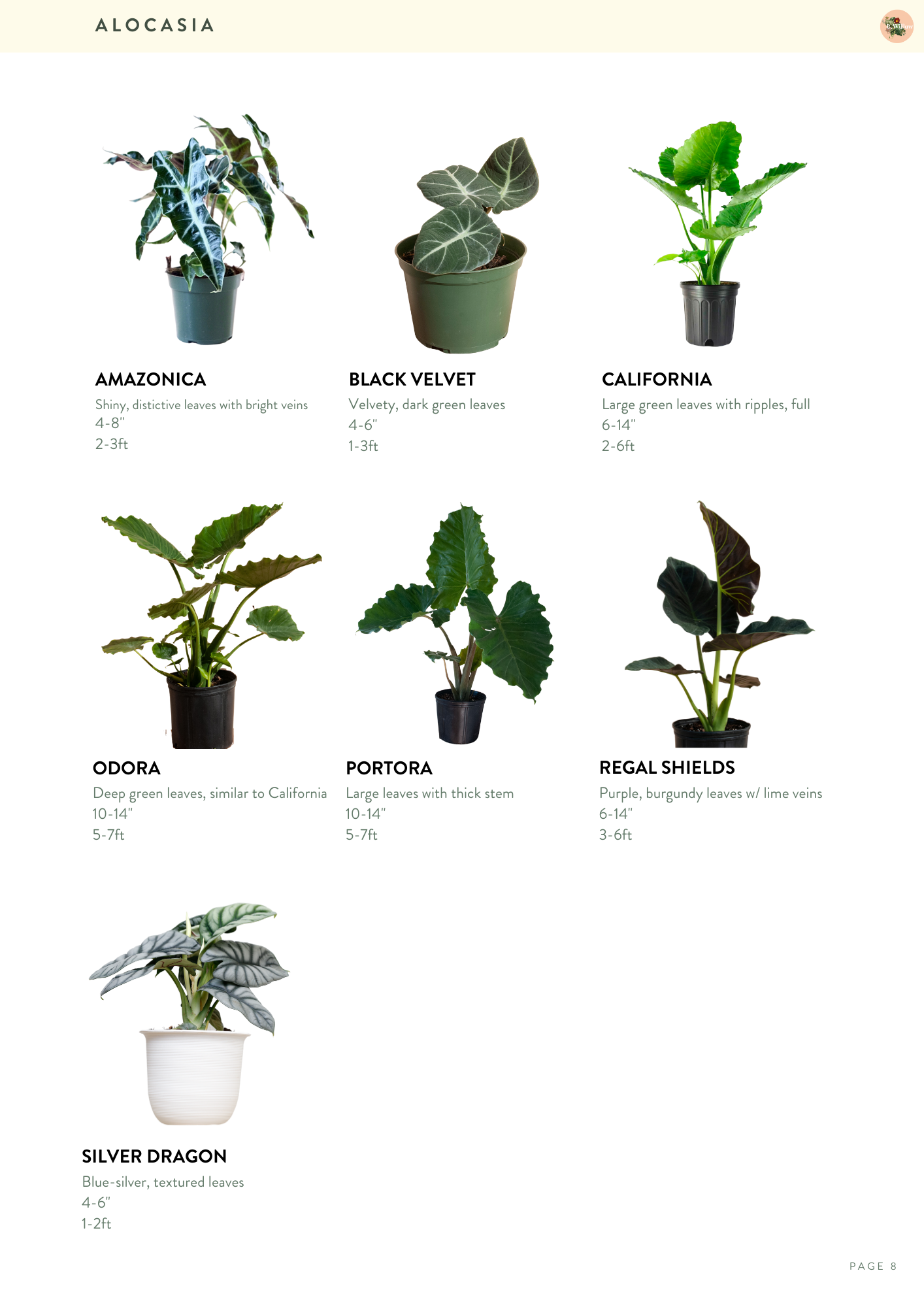 Alocasia PG 1.png