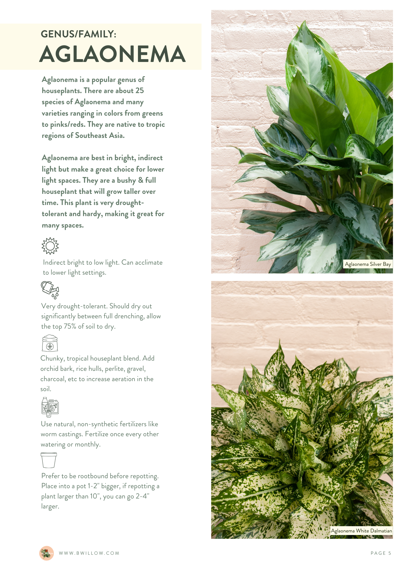 Aglaonema.png