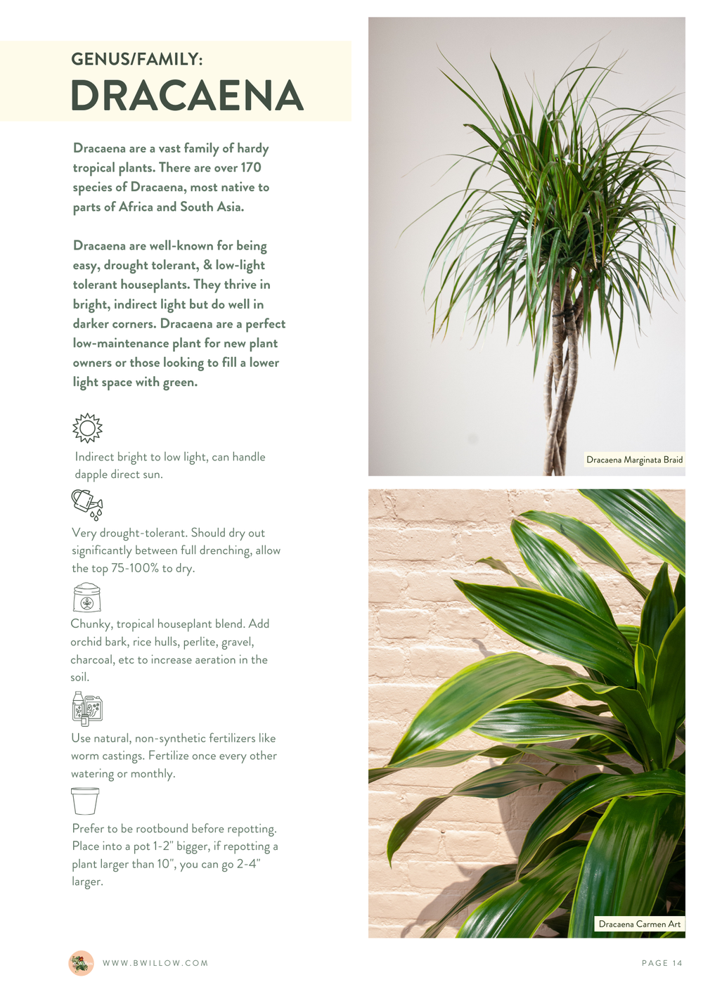 Plant Catalog  B.Willow