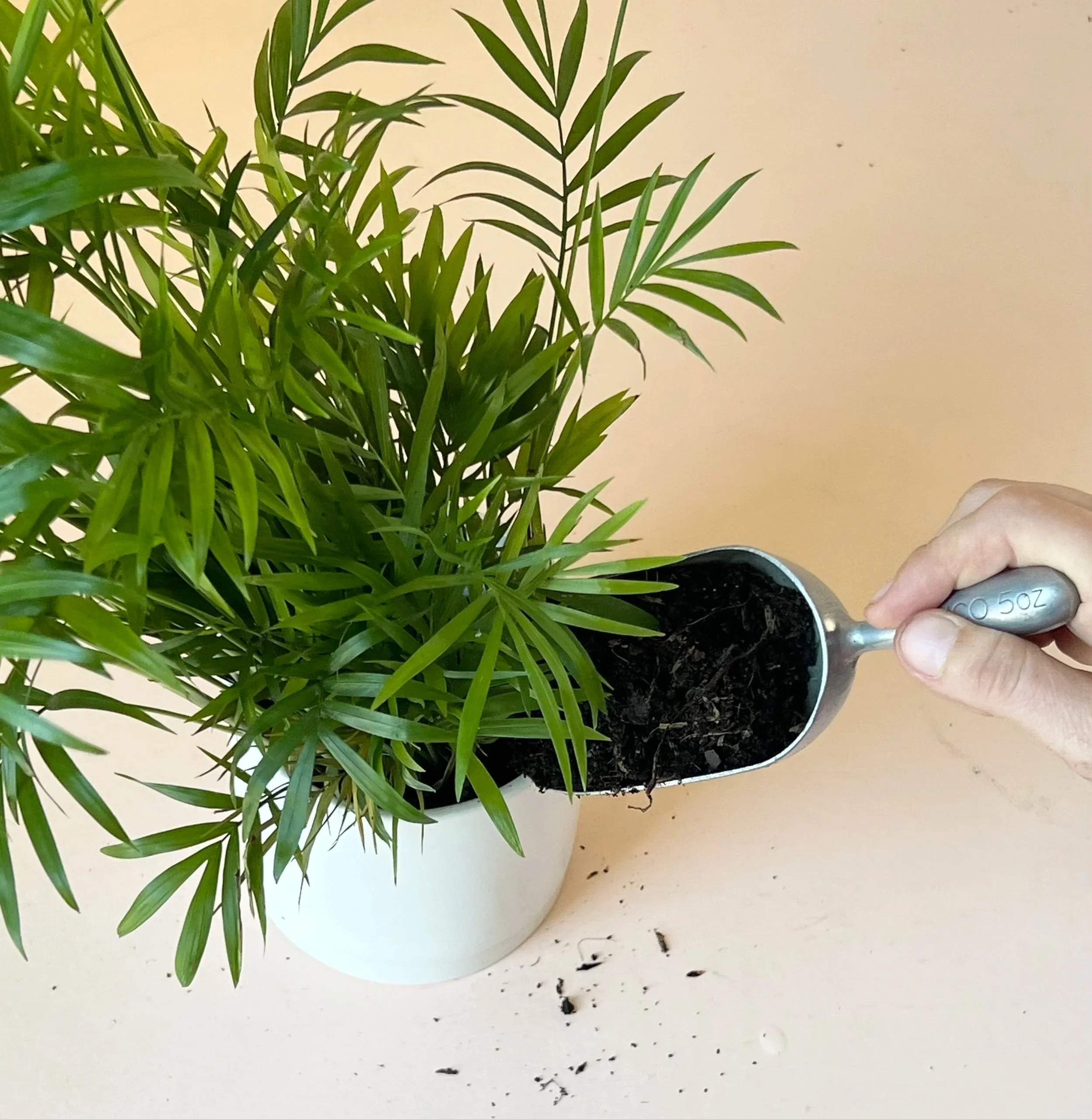 Repotting 101