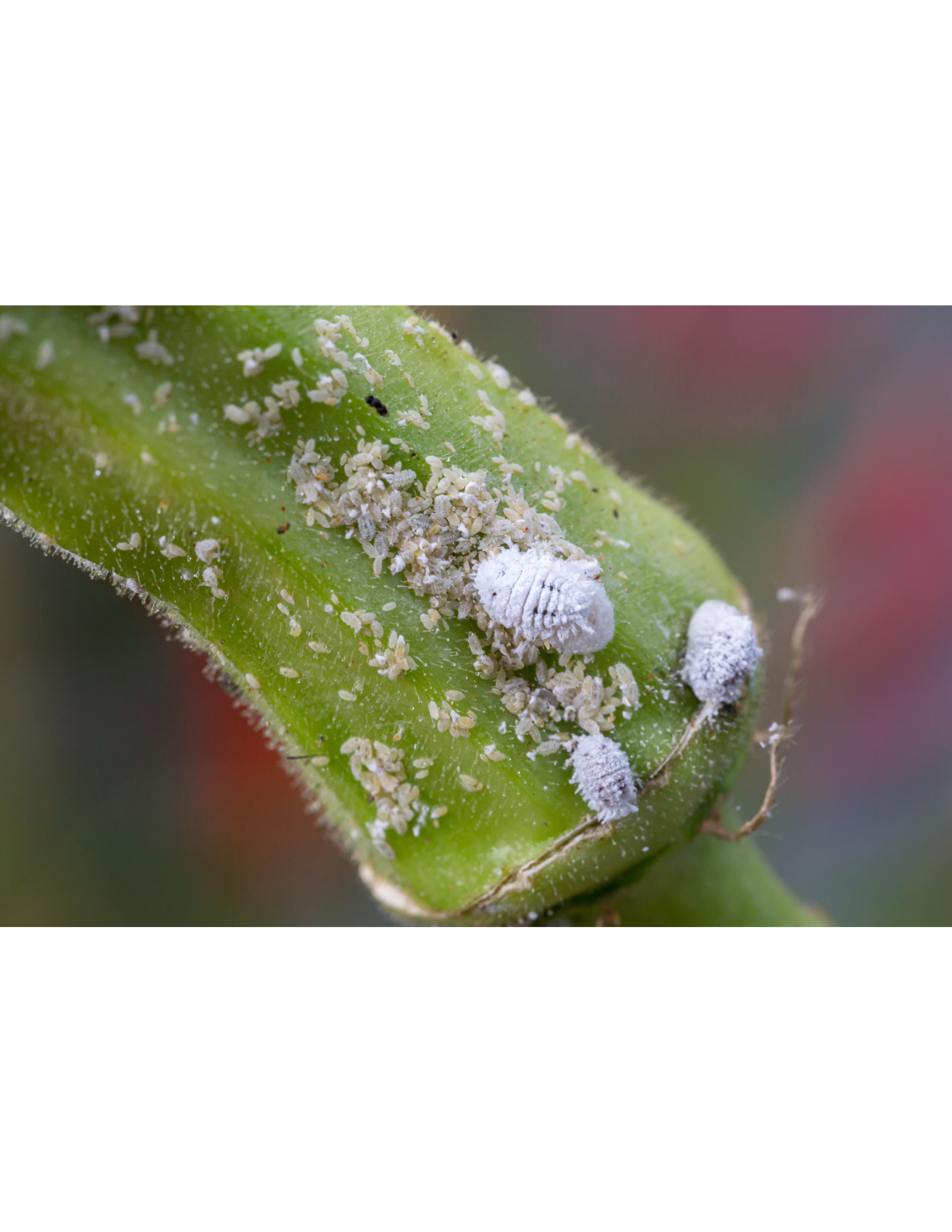 Mealybugs