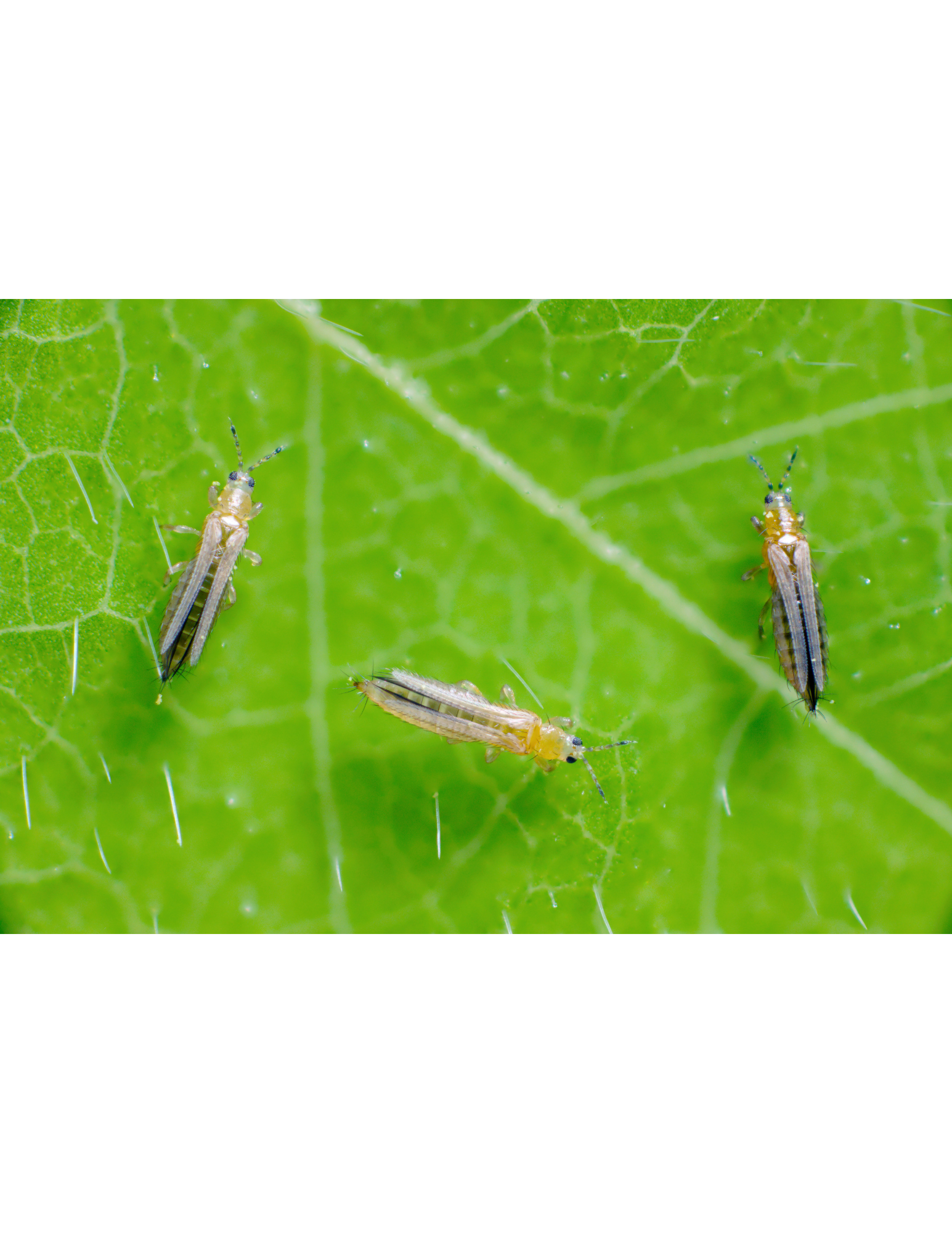 Thrips