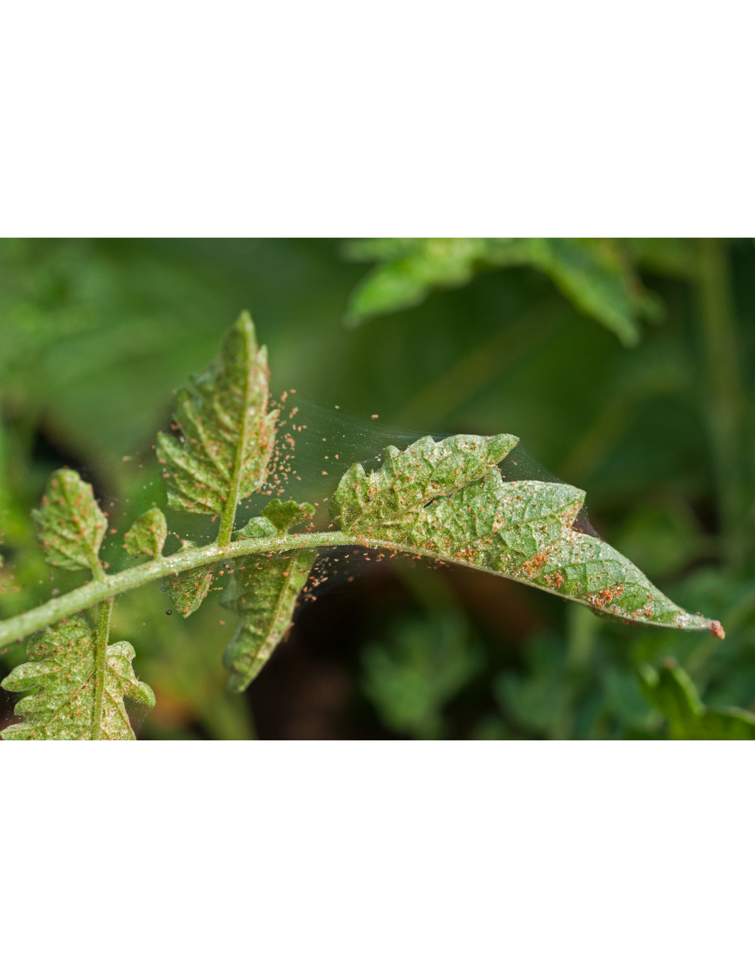 Spider Mites