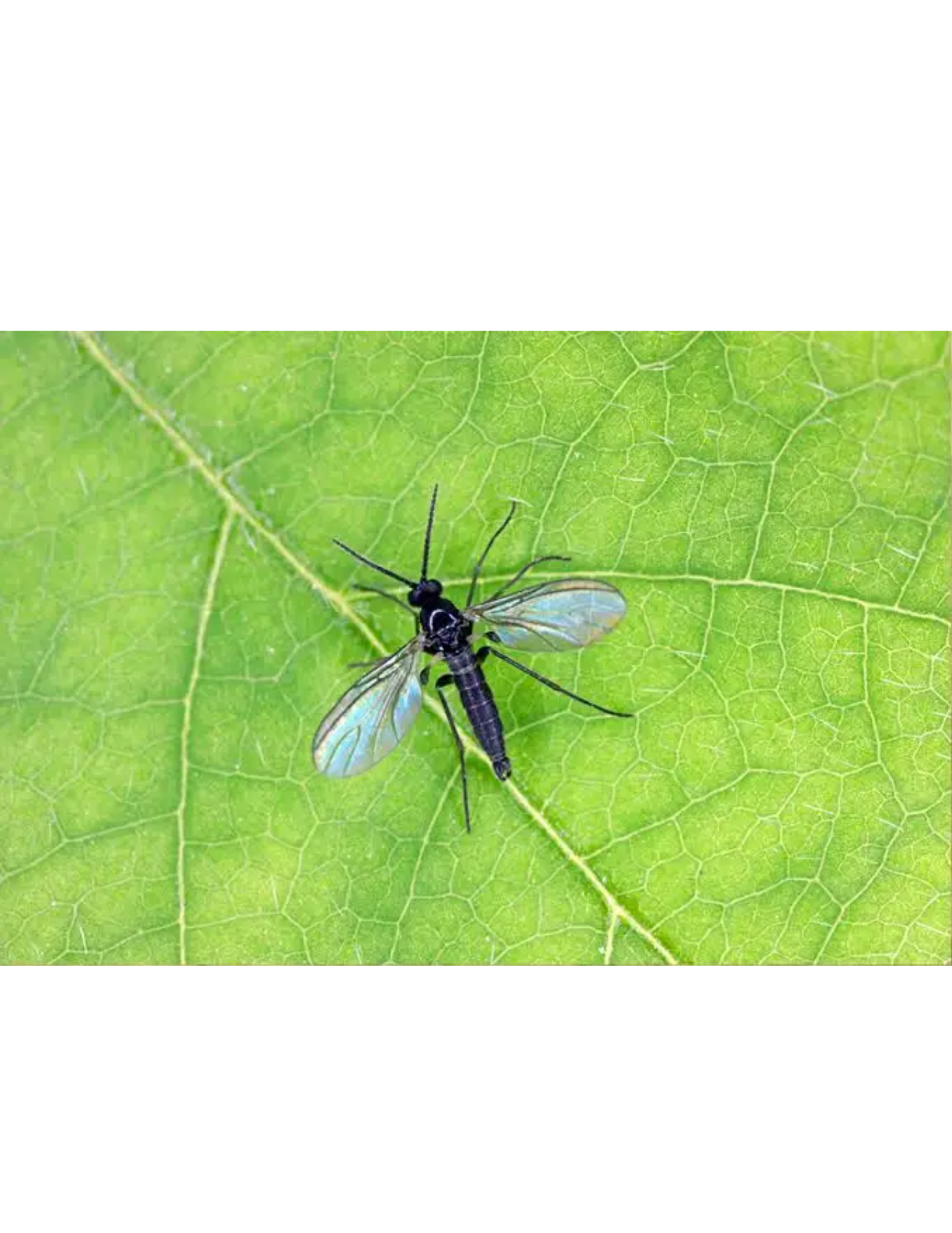 Fungus Gnats