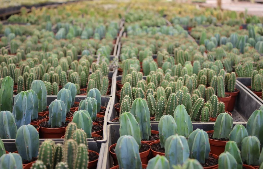cacti7-1.jpg