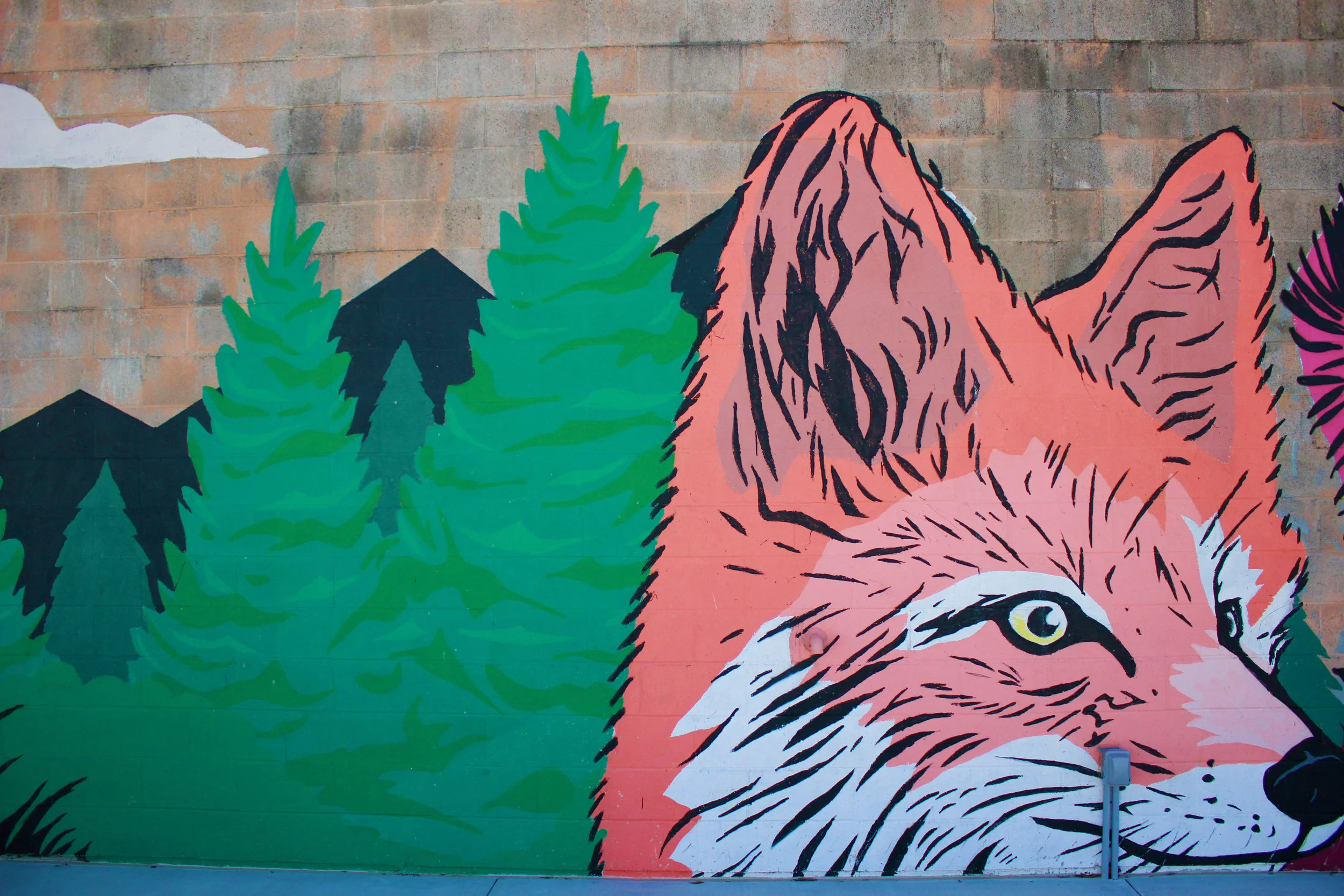 fox.jpg