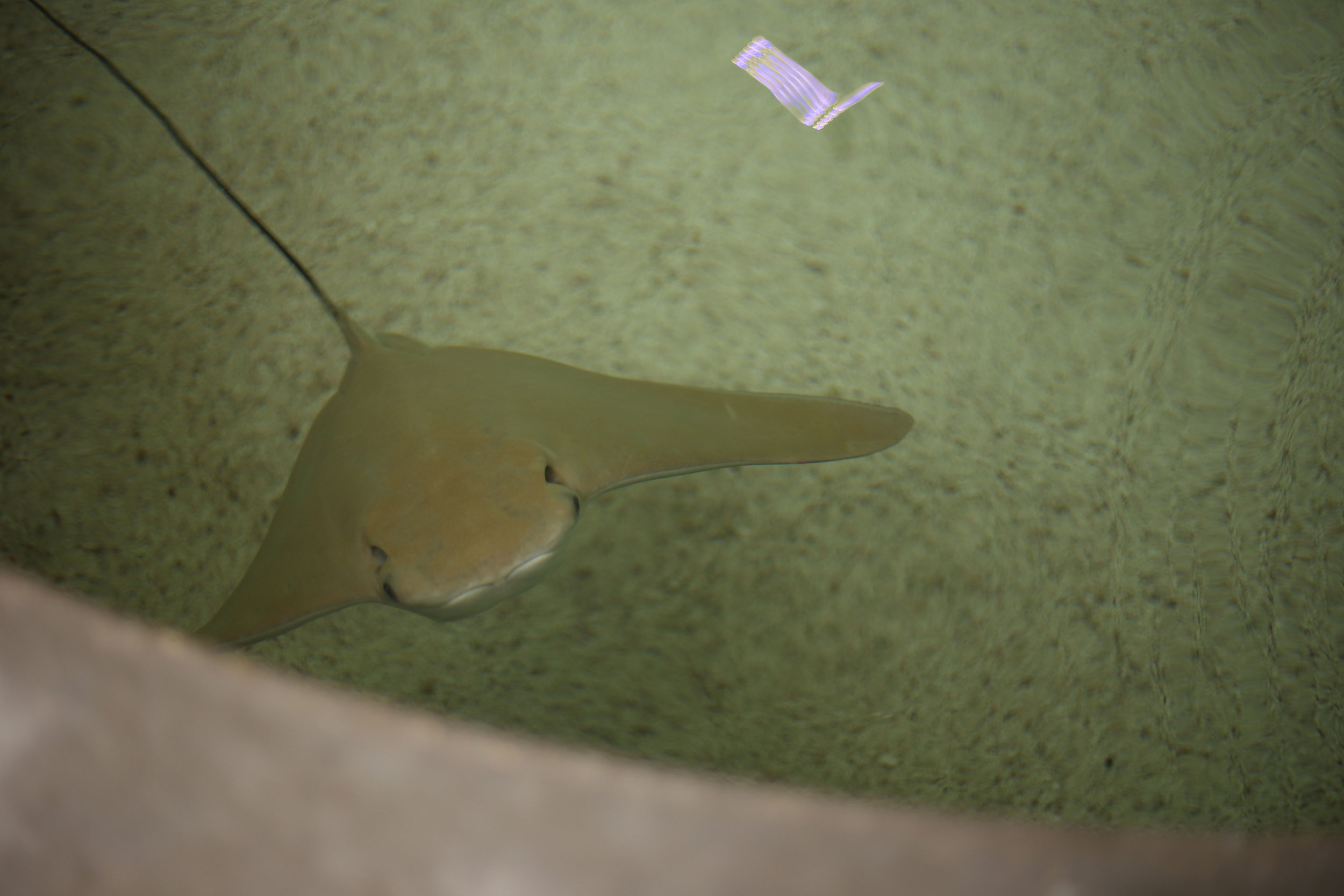 FrostScienceMuseum_Miami_StingRay.jpg