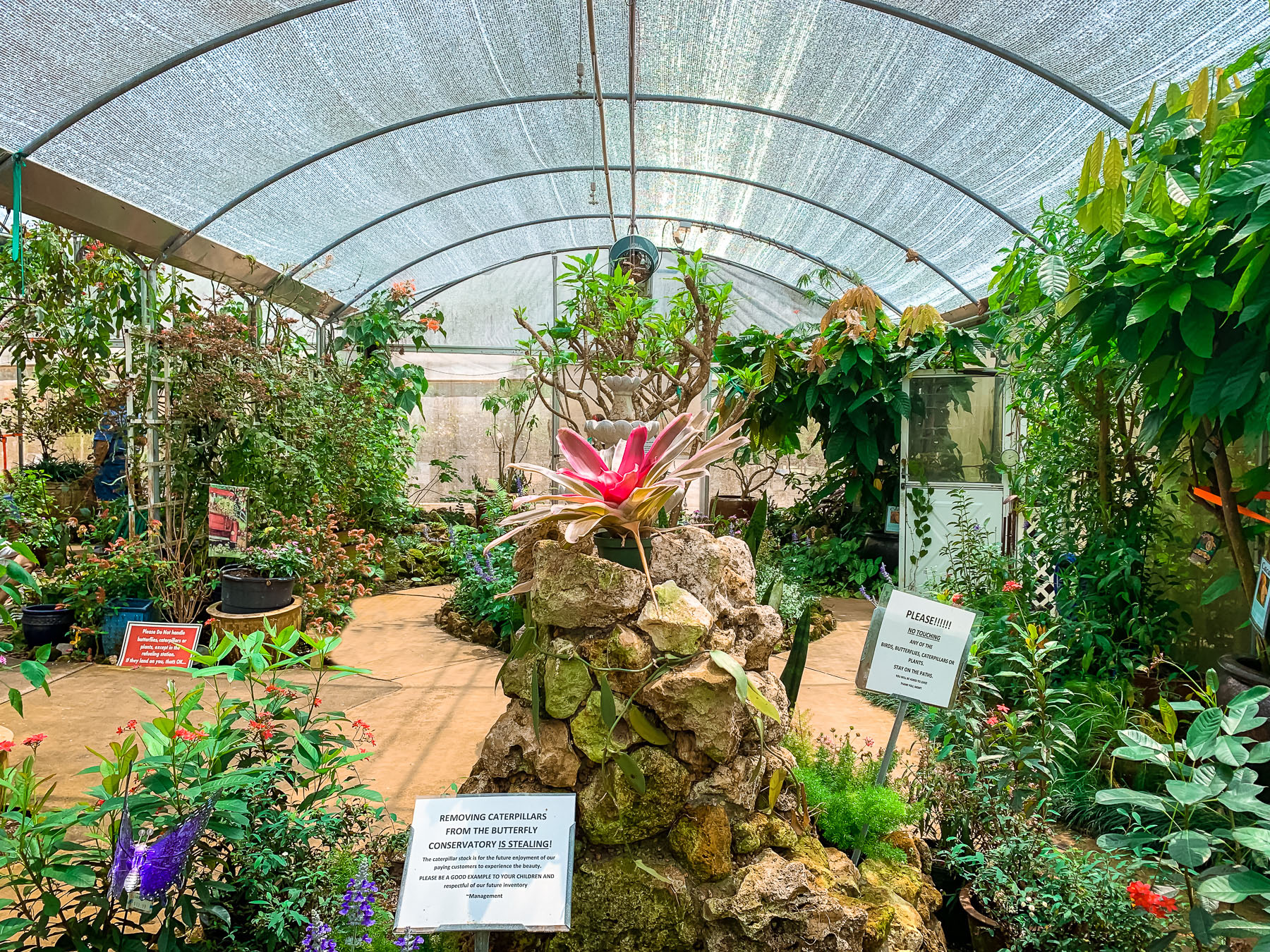 Buying Plants in Orlando — LemonHearted