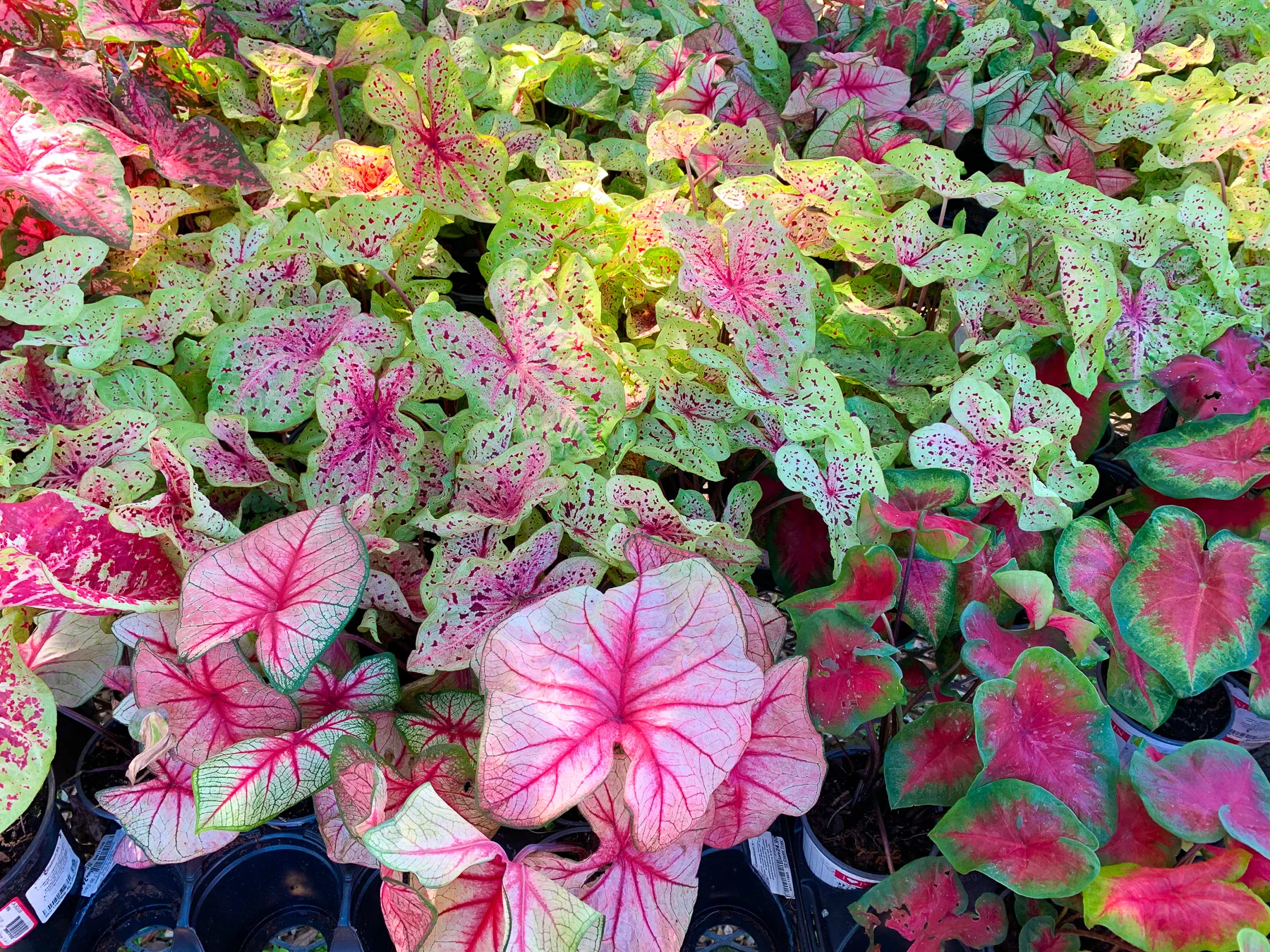 Buying Plants in Orlando — LemonHearted