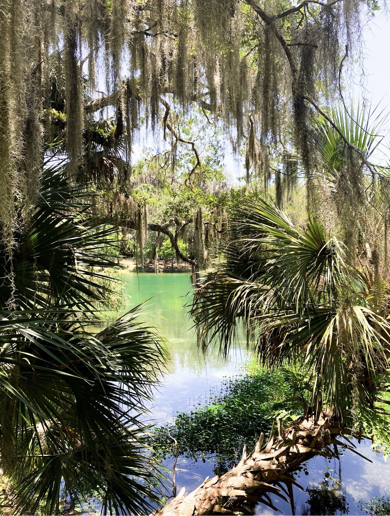 geminisprings.jpg