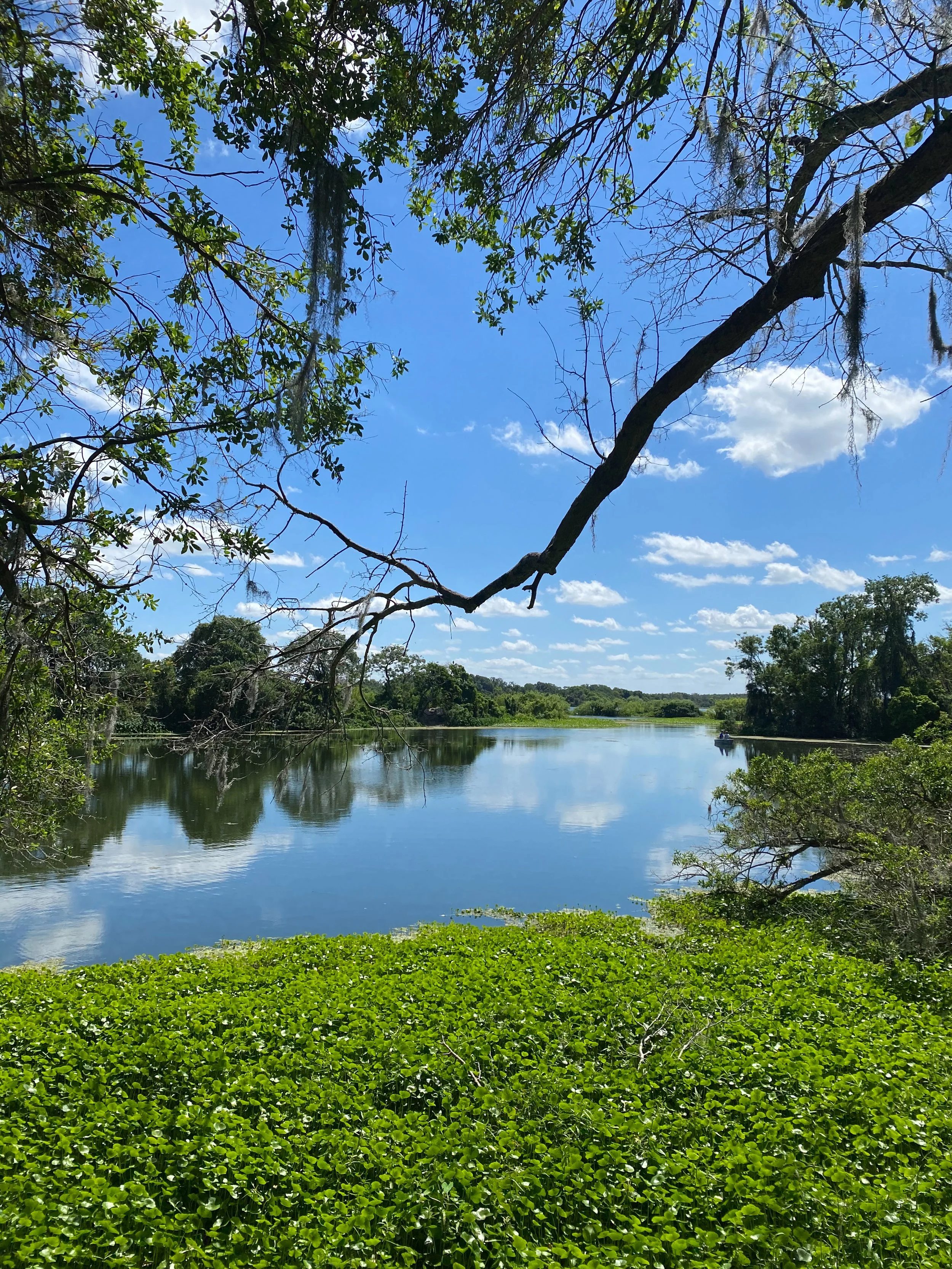 geminisprings3.JPG