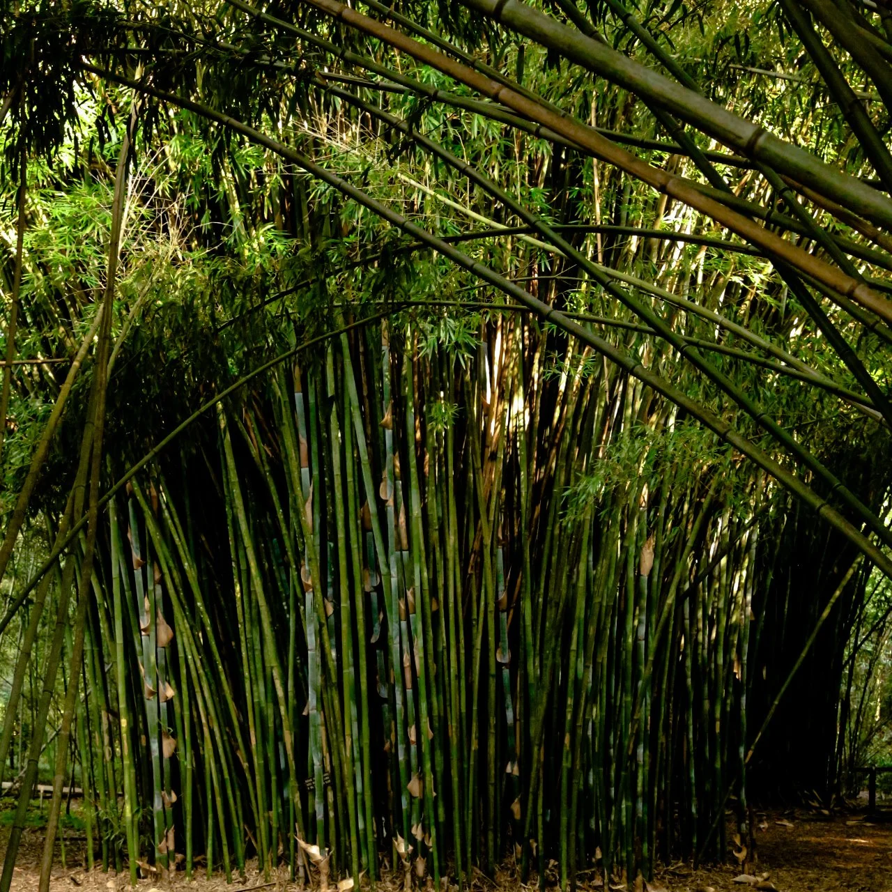 Kanapaha Botanical Gardens2.JPG