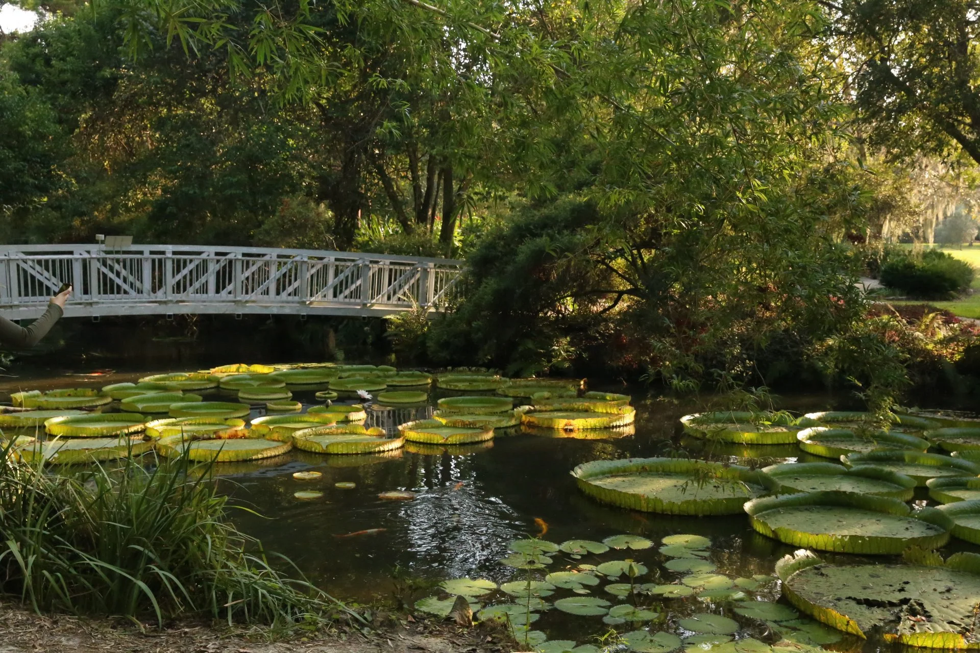 Kanapaha Botanical Gardens.JPG