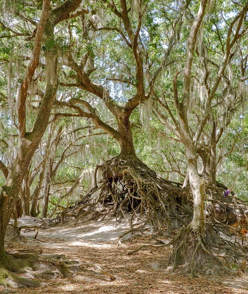 plantcity-6.JPG
