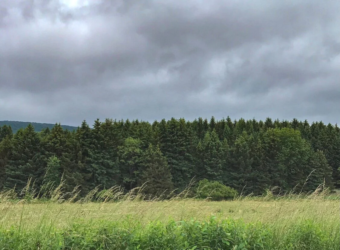 pine+trees.jpg
