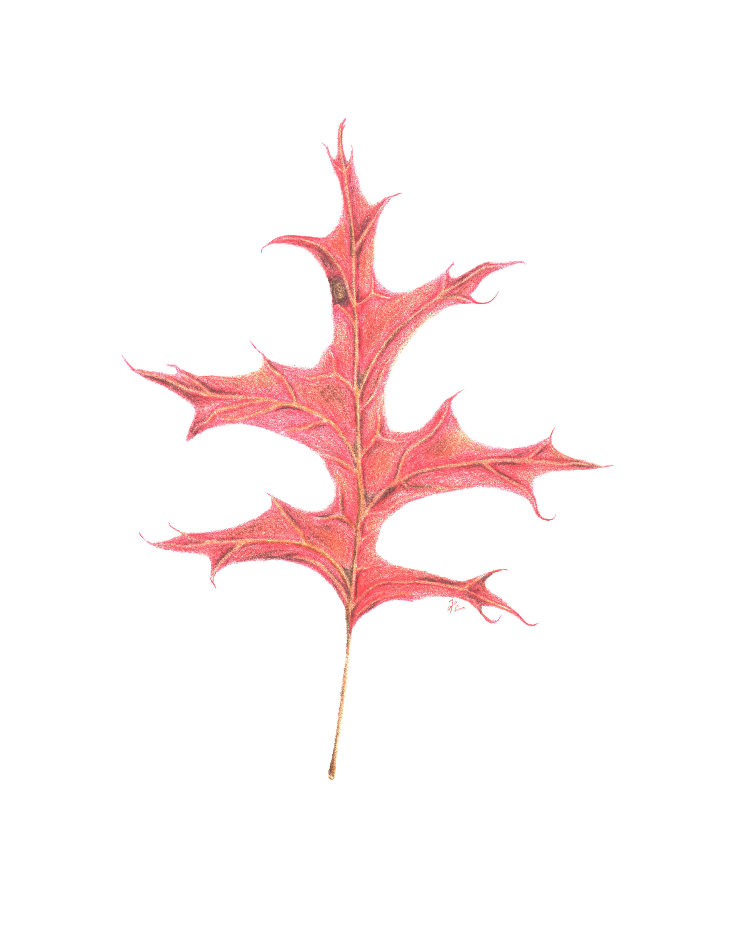 California Black Oak Leaf, Autumn Foliage