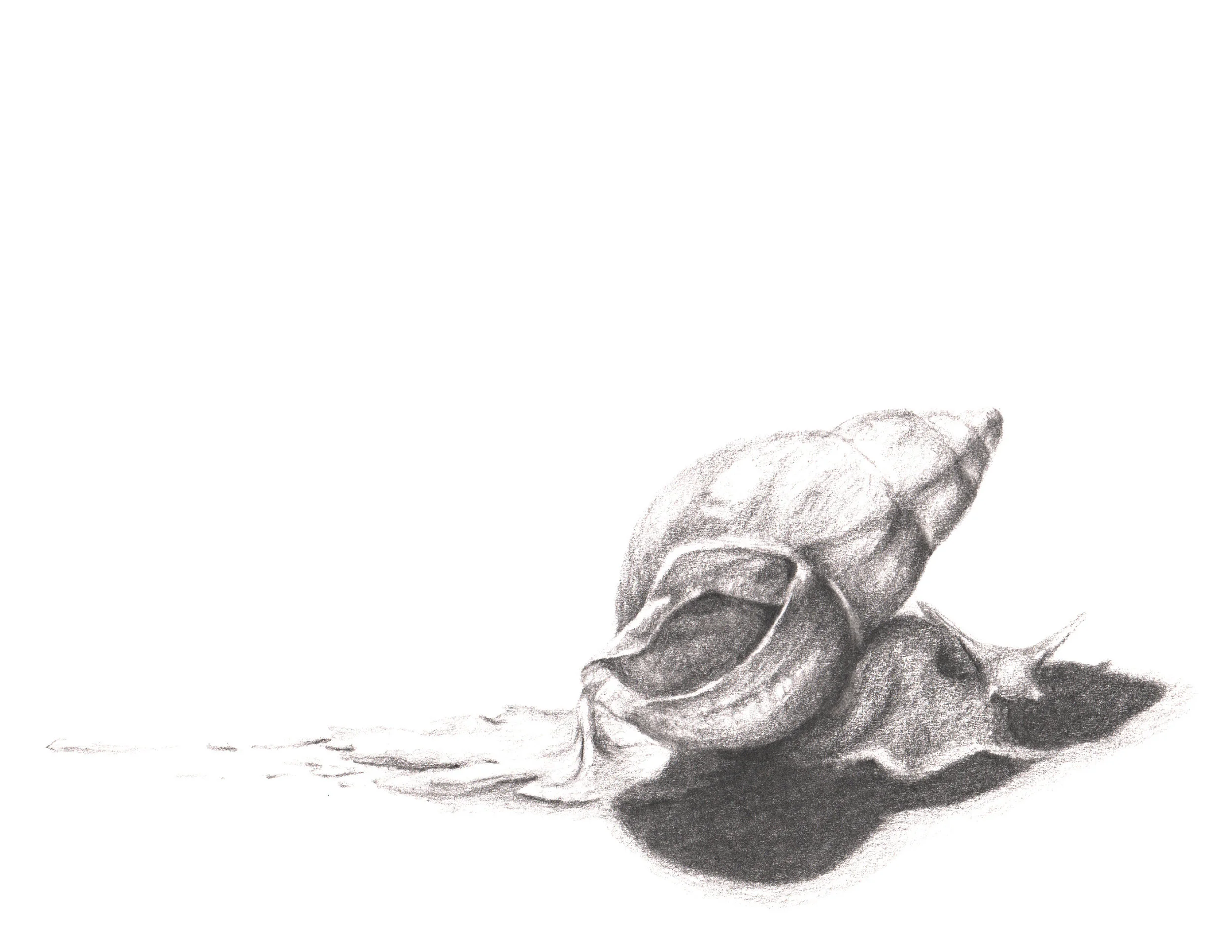 Naked and Afraid, ft. a Giant African Snail