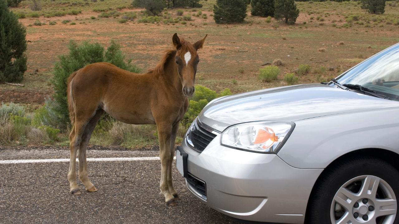 220 You Can’t Ride a Horse and Drive a Car at the same time | Casual Friday Daily Show Up episode artwork