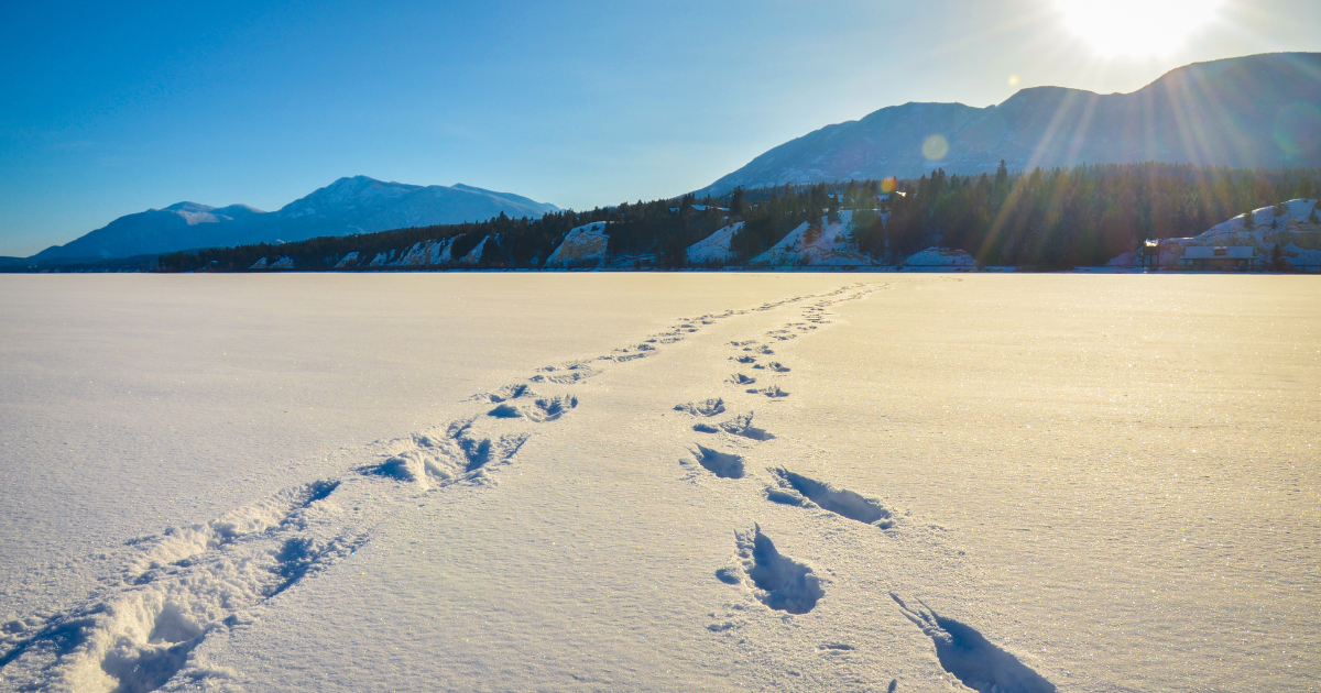 How Big Is Your Digital Footprint? - Productivity Nugget #167