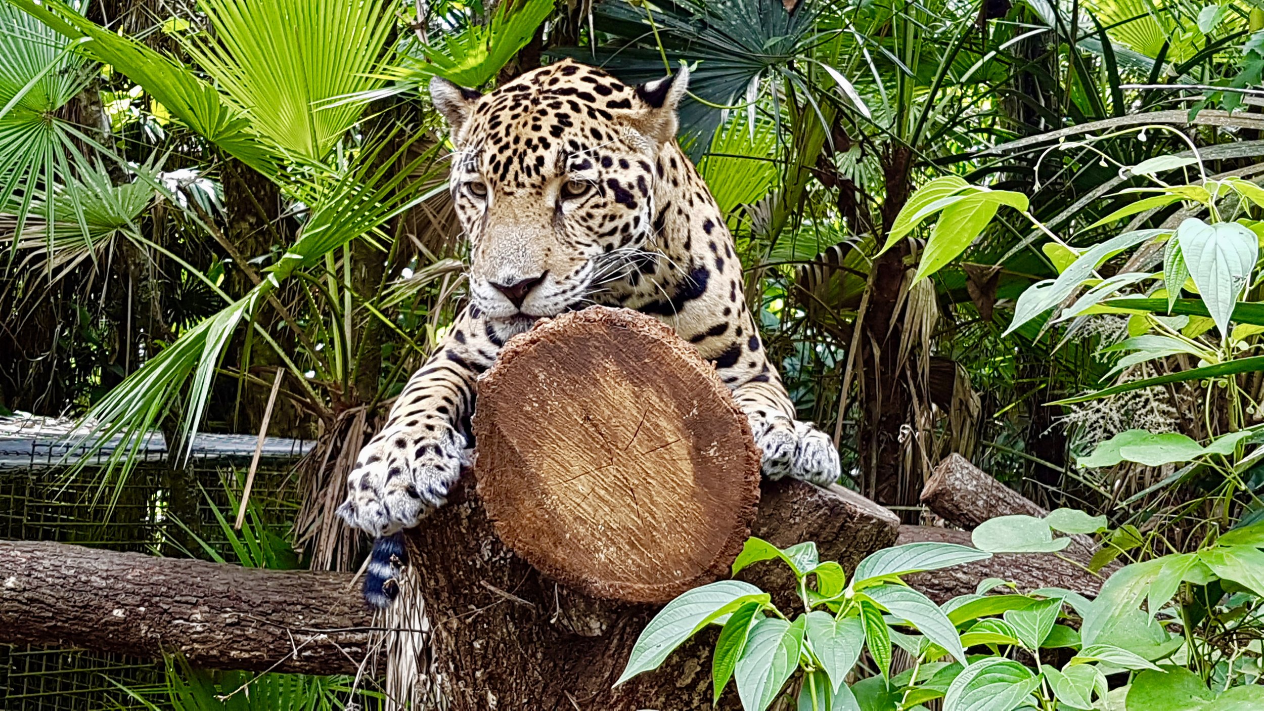 Animal Lover? This Belize Animal Sanctuary Wants Volunteers Like You —  Postcard Academy