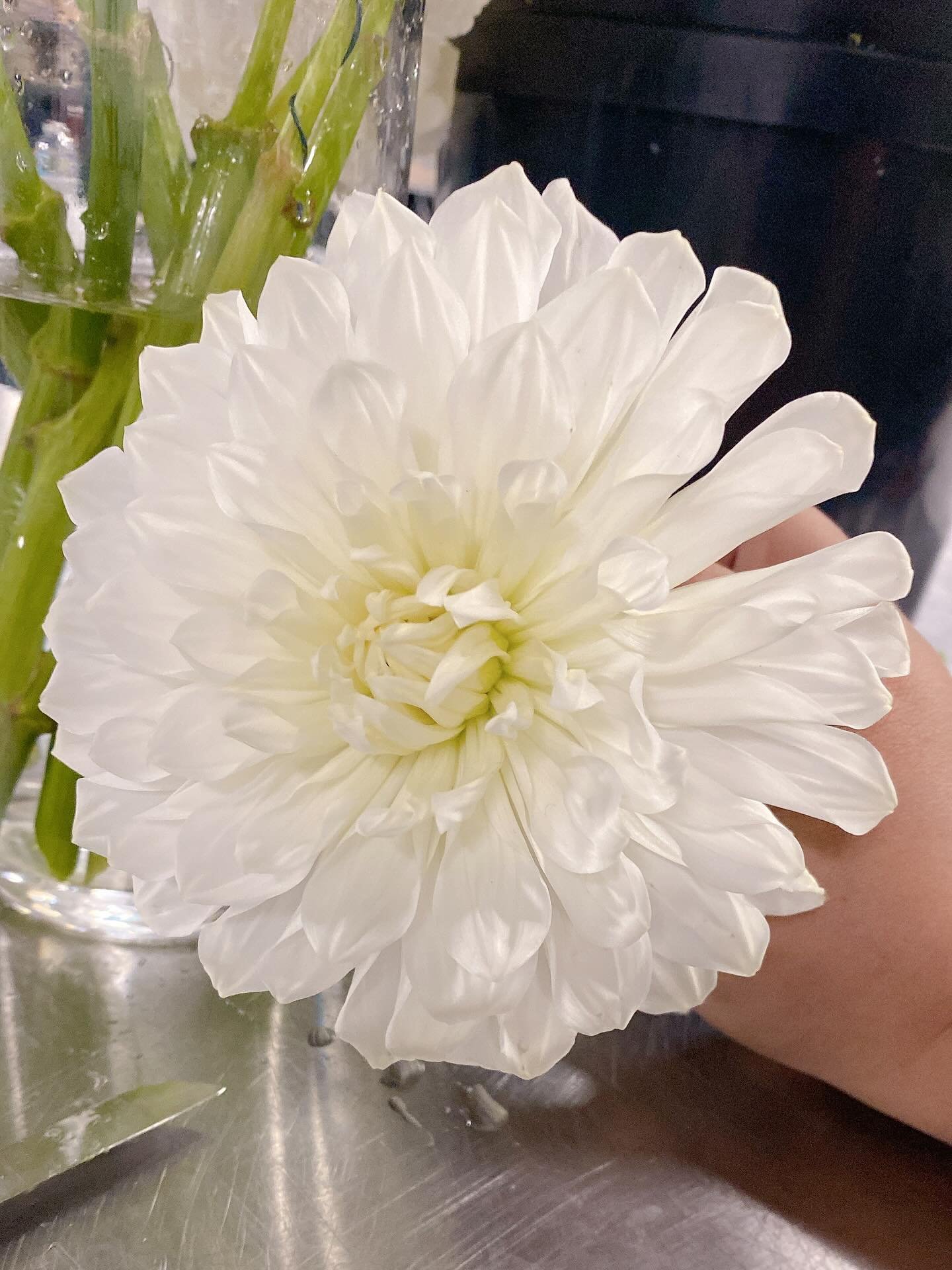 🌼 Sunday softness featuring this dreamy white dahlia &mdash; perfectly full, fresh, and ready to shine in this weekend&rsquo;s designs.
✨ Pure elegance in bloom.

#WhiteDahlia #WeekendFlorals #FreshBlooms #FloralDesign #snowwhitedahlia #summerweddin