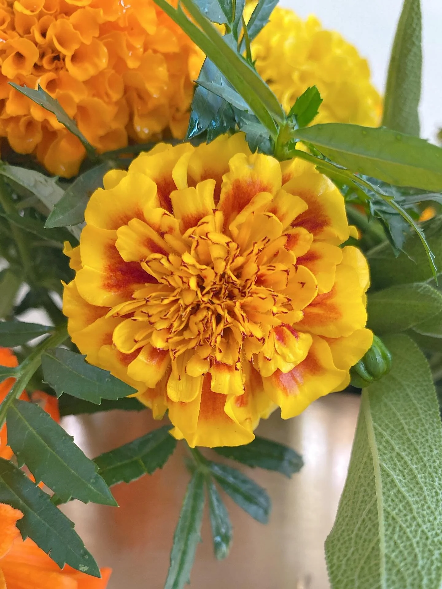 Snipped, gathered, and arranged 🌸✨
This bouquet is buzzing with color, scent, and homegrown love.

#FromGardenToVase #vysfloraldesignstudio #freshmarigolds #blooms #marigolds #chicagoflorist #floristsofcolor #colofulbloom