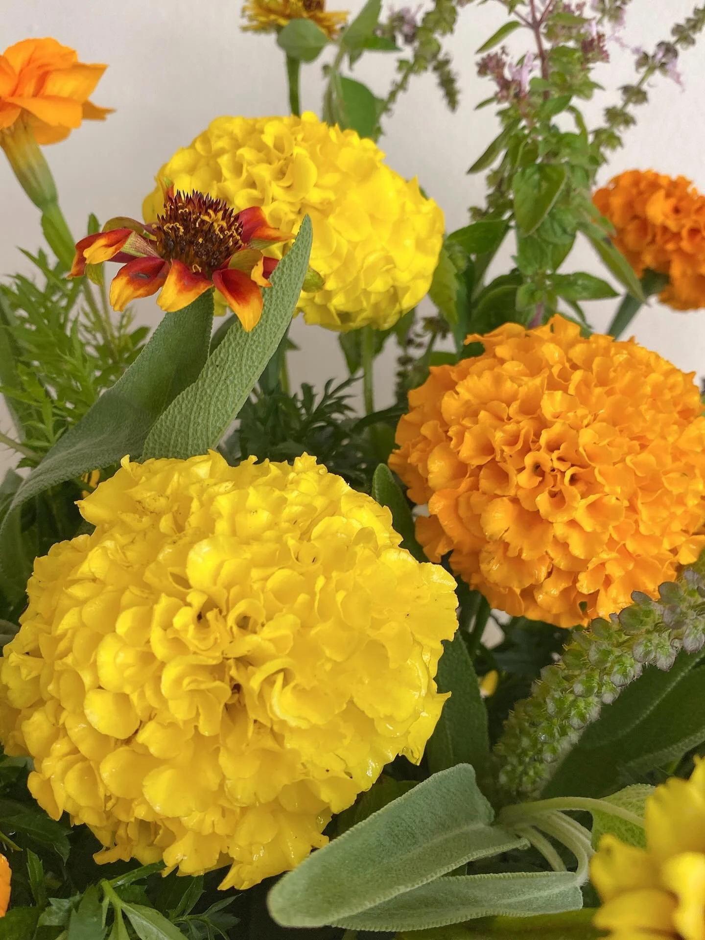 🌼 Fresh from the garden!
A fragrant burst of marigolds and homegrown blooms &mdash; nothing beats flowers you&rsquo;ve grown yourself.

#GardenJoy #marigolds #vysfloraldesignstudio #freshblooms #floraldesigns #scentedmarigolds #gardenbloom #chicagof