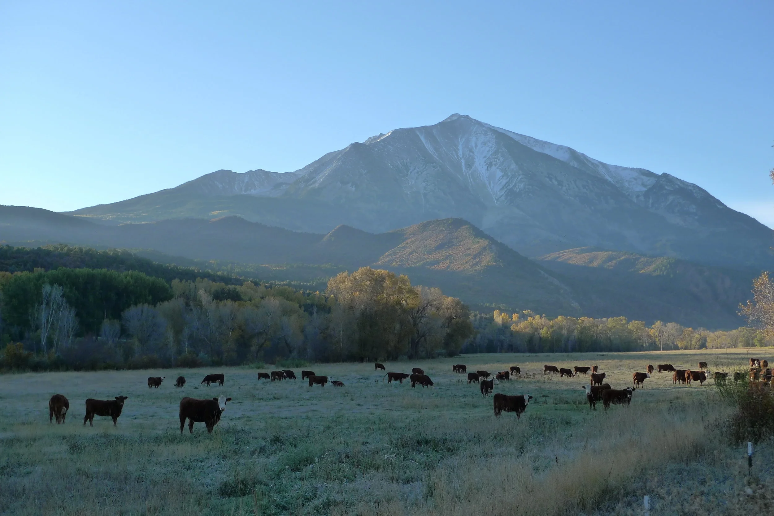Mt. Sopris and Cows .JPG