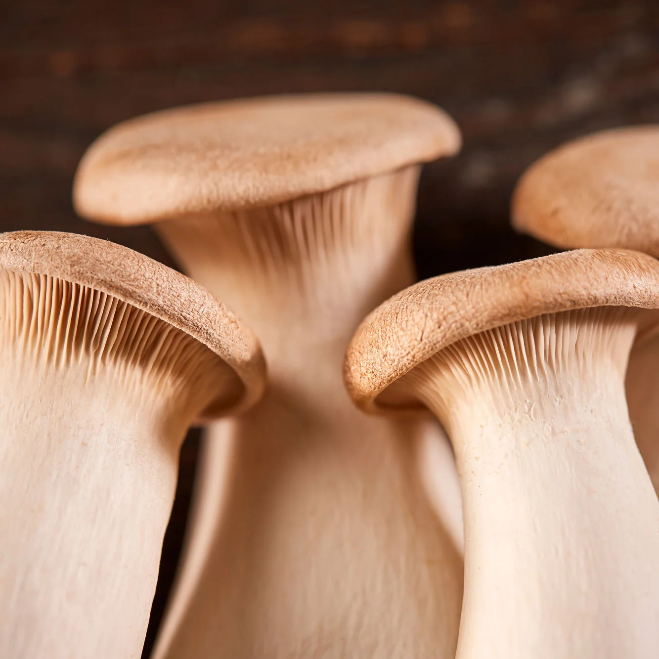 Trumpet Royale mushrooms