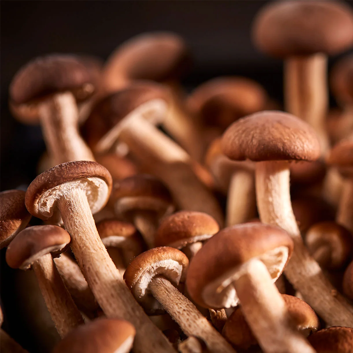 Velvet Pioppini mushrooms