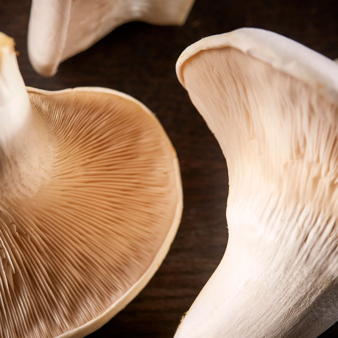 Nebrodini Bianco mushrooms