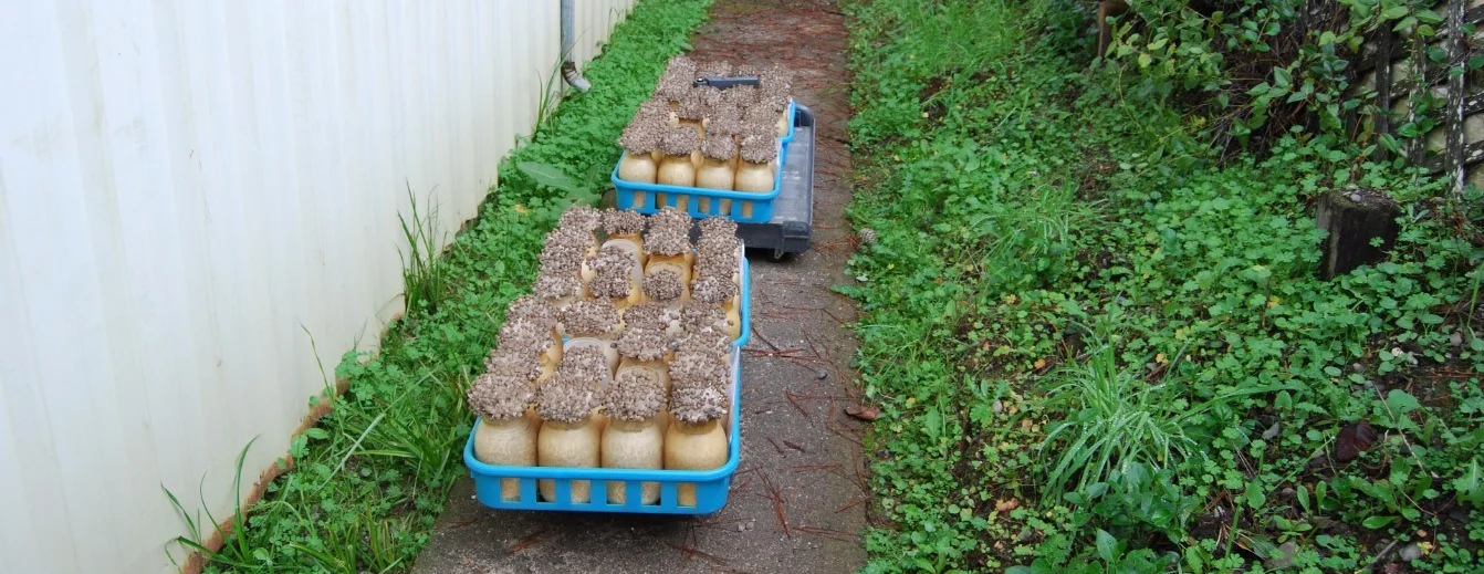 Mushrooms & Vitamin D