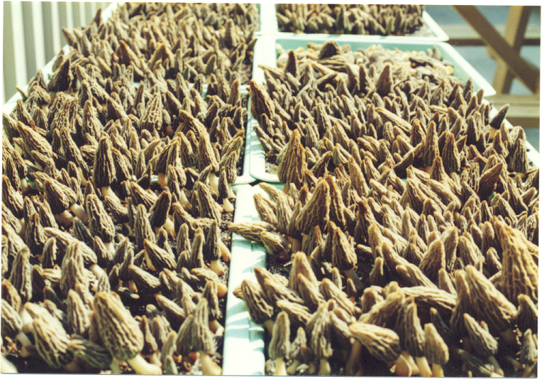 Cultivation of Morel Mushrooms