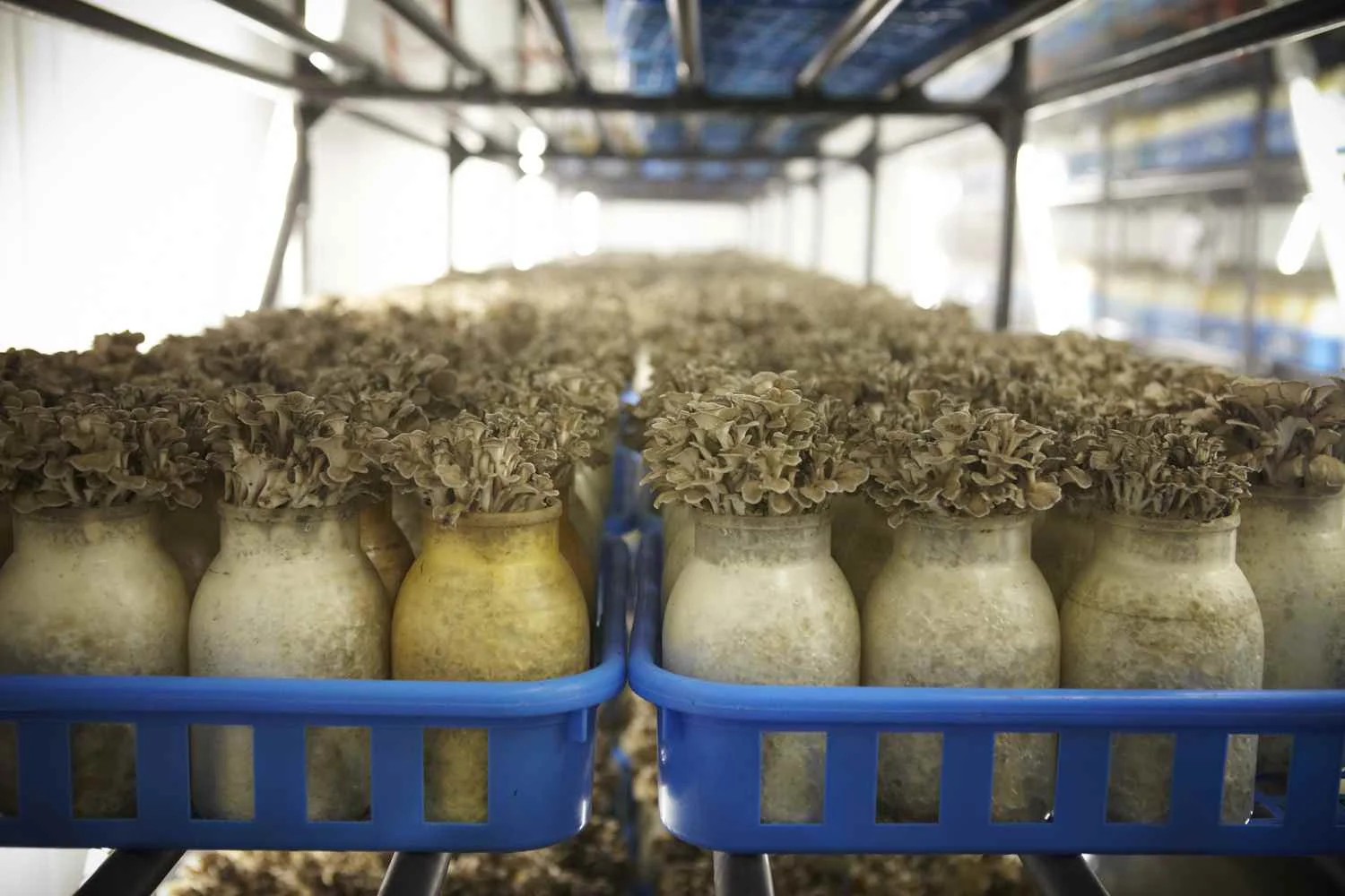 The History of Maitake Cultivation