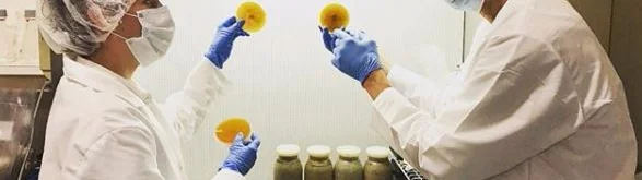 The Sexual Nature of Mushrooms