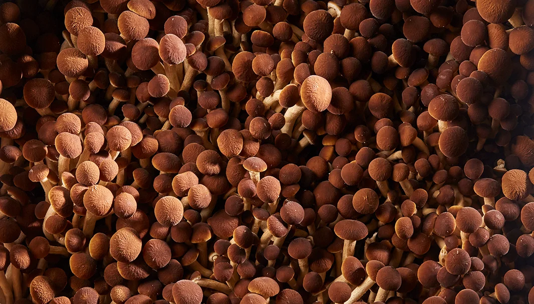 The Impending Mycocultural Revolution, Part 2