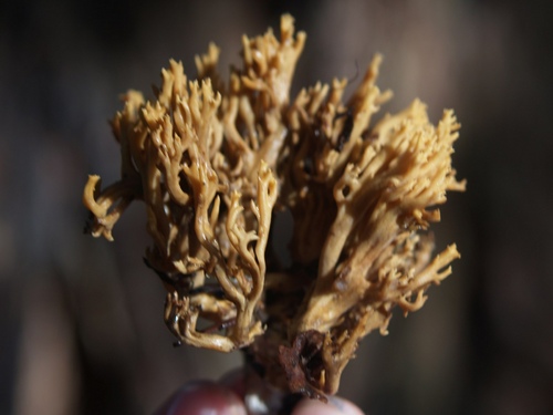 Upcoming Event: SOMA Camp 2018