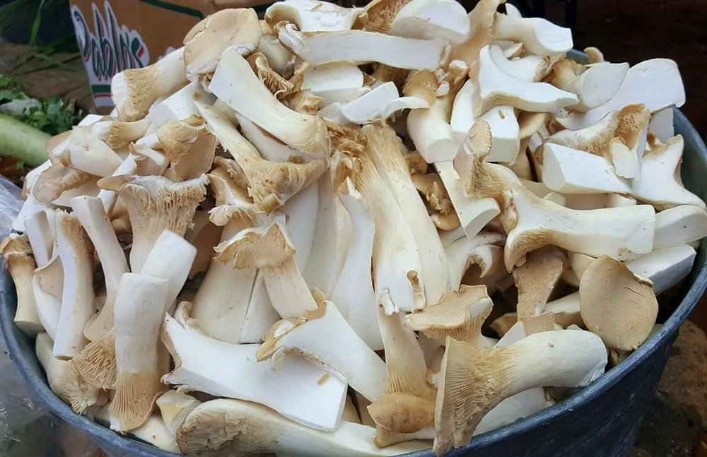 Overgrown trumpet mushrooms turned into delicious dishes. Photos: Jodie Rubin.