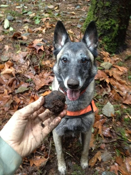 truffle_dog1.jpg